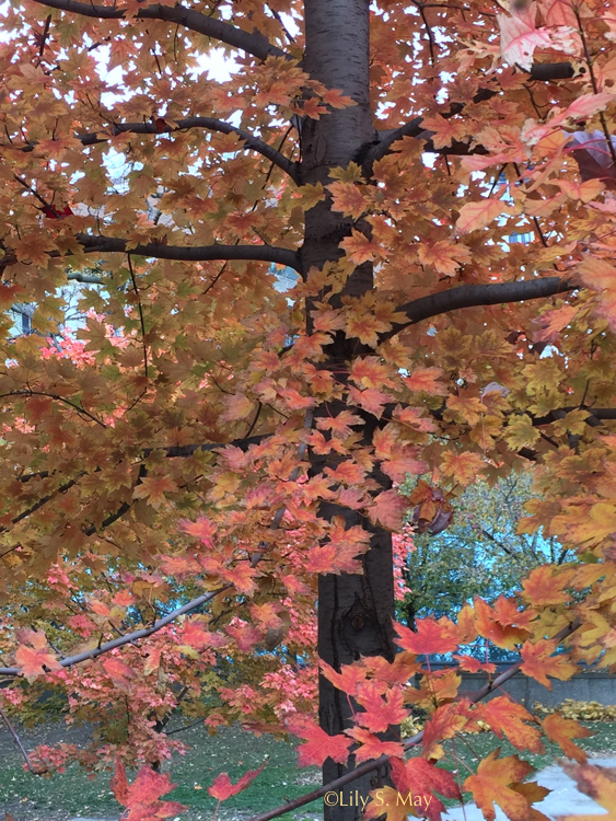 Autumn Maple