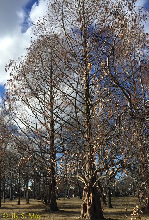 trees kew beach jan 2016