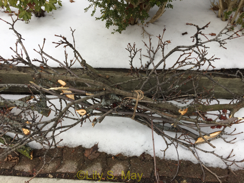 After the ice storm 1