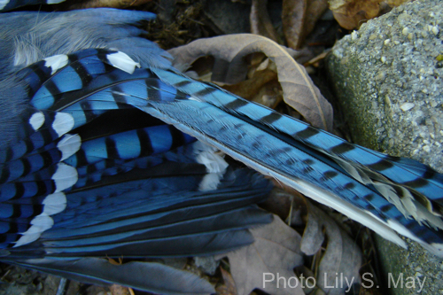 bluejay feathers