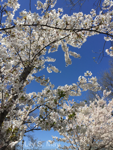 Cherry blossoms 2018 2