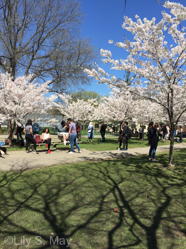 Cherry blossoms 2018